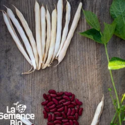 Haricot coco nain canadian wonder bio