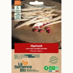 Haricot coco nain canadian wonder bio