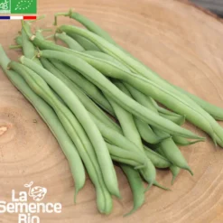 Haricot vert nain rugally bio