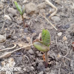 Haricot vert nain slenderette bio
