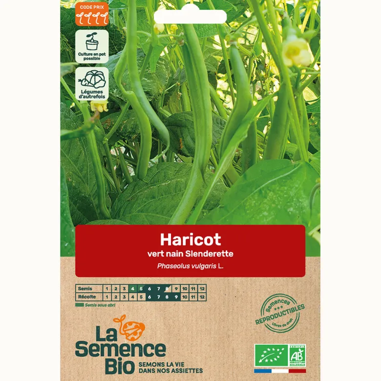 Haricot vert nain slenderette bio