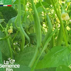 Haricot vert nain slenderette bio