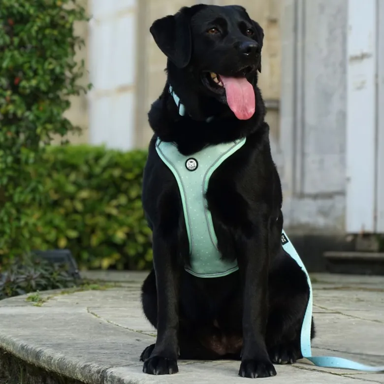 Harnais pour chien confortable et résistant - vert pastel - taille xs