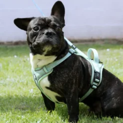 Harnais pour chien confortable et résistant - vert pastel - taille xs