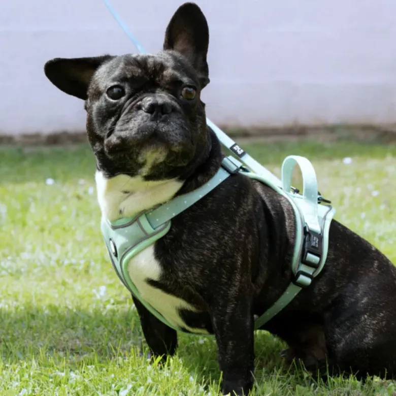 Harnais pour chien confortable et résistant - vert pastel - taille xs