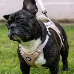 Harnais pour chien confortable et résistant - beige tropical - taille l