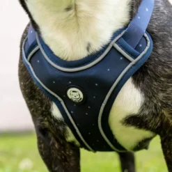 Harnais pour chien confortable et résistant - bleu nuit - taille xs