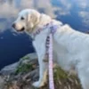 Harnais pour chien confort pétales - l