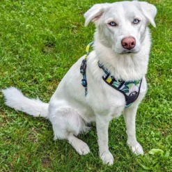Harnais pour chien confort récif - l