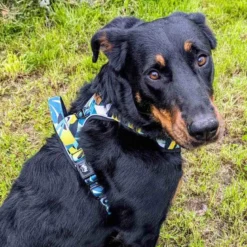 Harnais pour chien confort récif - l