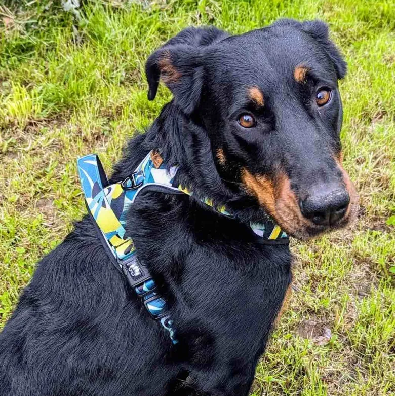 Harnais pour chien confort récif - l