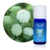 Huile essentielle ammi visnaga bio