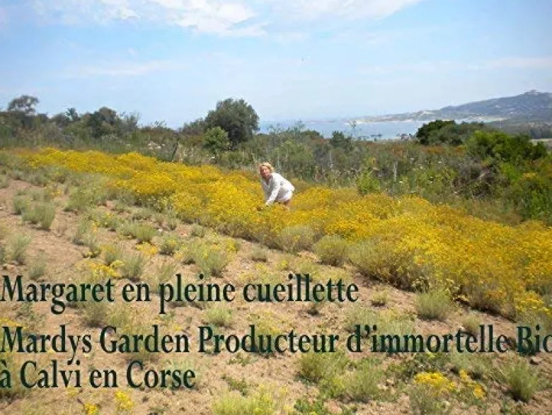 Huile essentielle bio immortelle 5ml