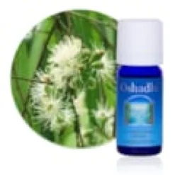 Huile essentielle eucalyptus citron. Bio