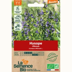 Hysope officinale - graines bio