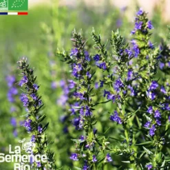 Hysope officinale - graines bio