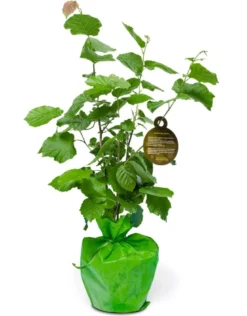 Idée cadeau - noisetier à planter - arbre-cadeau