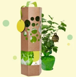 Idée cadeau - noisetier à planter - arbre-cadeau