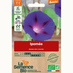Ipomée - graines bio