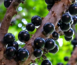 Jaboticaba 3 l 20-30 cm