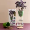 Jardin autonome : basilic pourpre - bio
