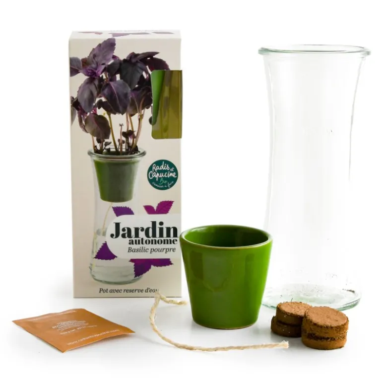 Jardin autonome : basilic pourpre - bio