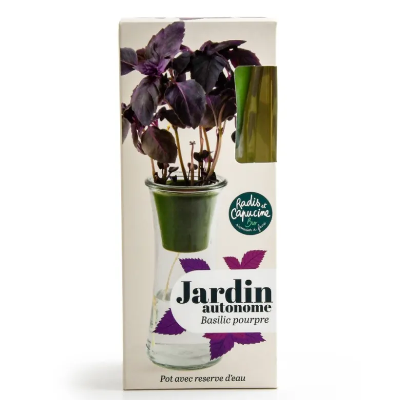 Jardin autonome : basilic pourpre - bio
