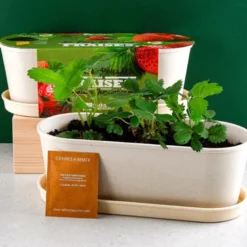 Jardinière bambou - fraisier