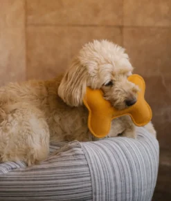 Jouet pour chien - moutarde