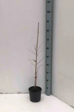 Jujubier, datte chinoise 9 l -140-160 cm