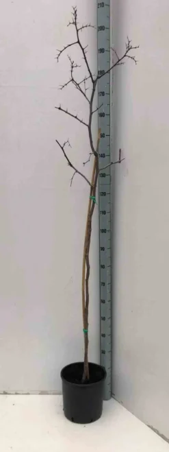 Jujubier, datte chinoise 9 l -140-160 cm
