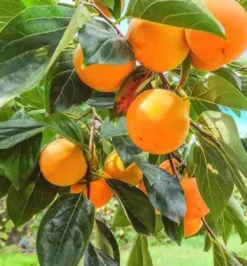 Kaki fuyu 15 l 140-160 cm