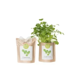 Kit bio prêt à pousser coriandre