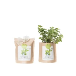 Kit bio prêt à pousser origan