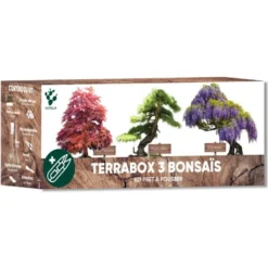 Kit bonsaï prêt à pousser – graines 100% biologiques