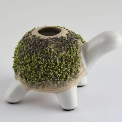 Kit de culture cresson tortue