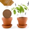 Kit de plantation la plante qui danse