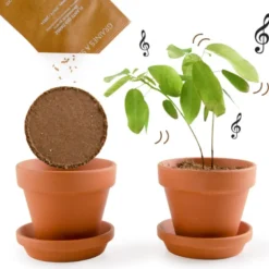Kit de plantation la plante qui danse