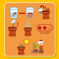 Kit de plantation la plante qui danse