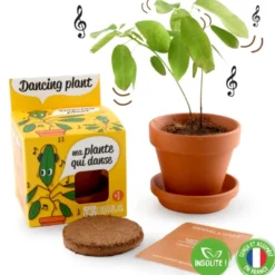 Kit de plantation la plante qui danse