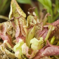 Kit de plantation plante carnivore