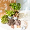 Kit diy pour terrarium 3 plantes.