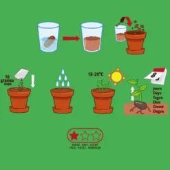 Kit enfant : basilic bio
