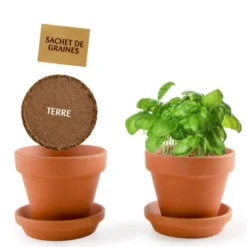 Kit enfant : basilic bio