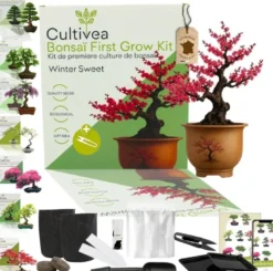 Kit first bonsai winter sweet avec accessoires
