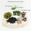Kit recharge pour terrarium 3 plantes fittonia vert+ asparagus + fougère
