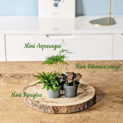 Kit recharge pour terrarium 3 plantes fittonia vert+ asparagus + fougère