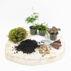 Kit recharge pour terrarium 3 plantes fittonia vert+ asparagus + fougère