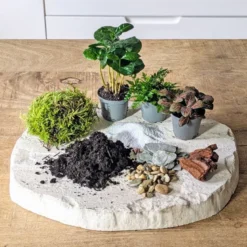 Kit recharge pour terrarium 3 plantes fittonia rouge + caféier + fougère