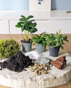 Kit recharge pour terrarium 3 plantes fittonia vert + caféier + fougère